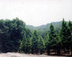 安庆板仓自然保护区
