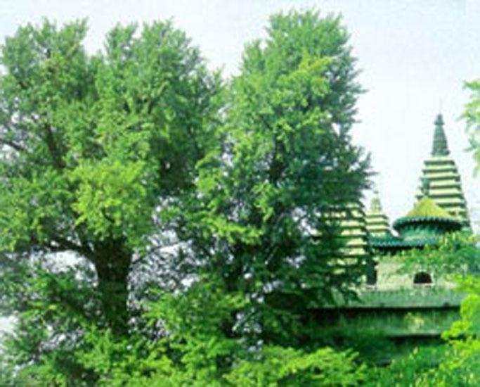 忻州惠济寺