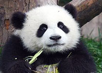 成都大熊猫繁育研究基地天气